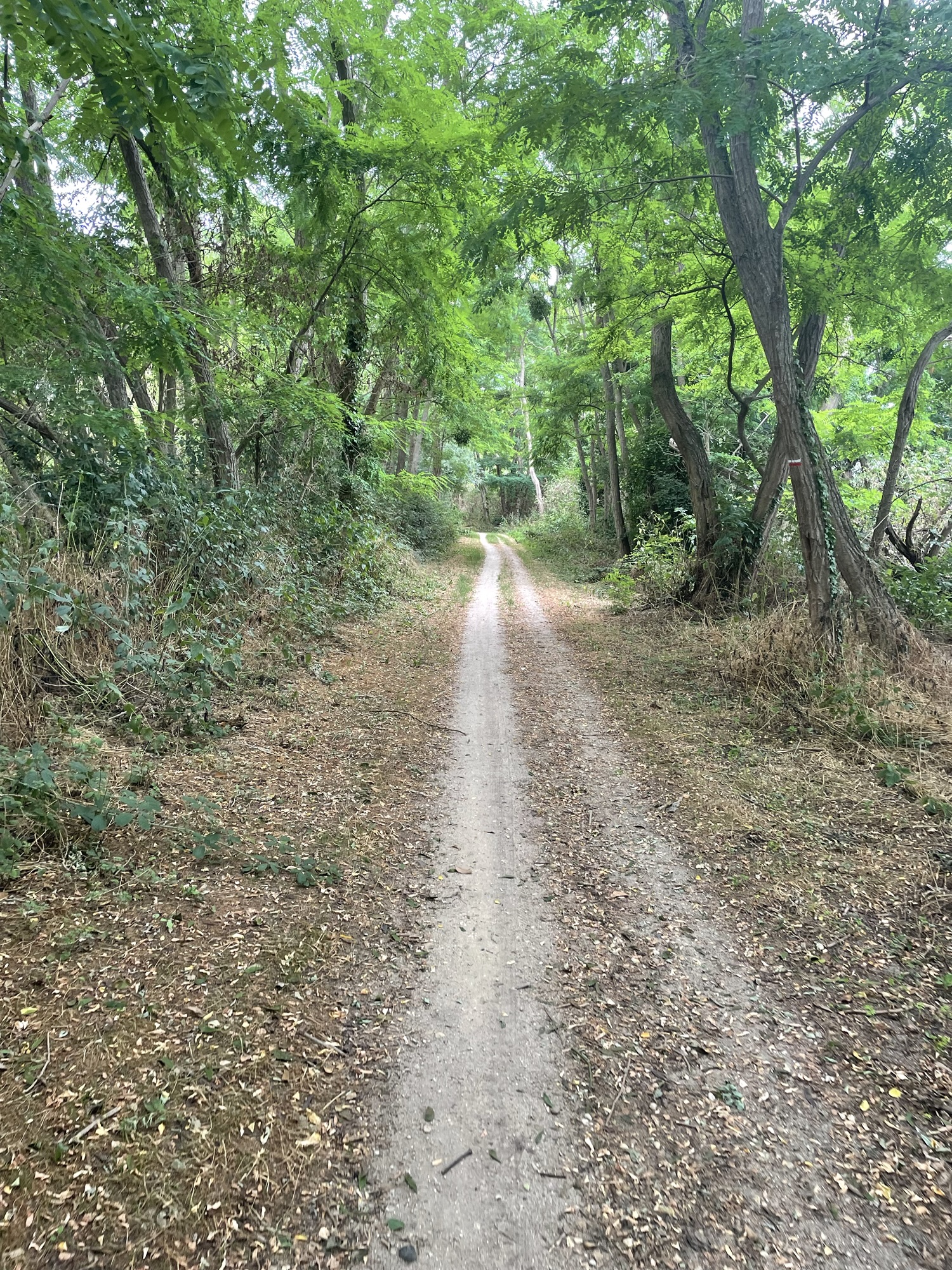 Day 2- From Jargeau to Germigny-des-Prés, Between Stories, Steps and Stillness