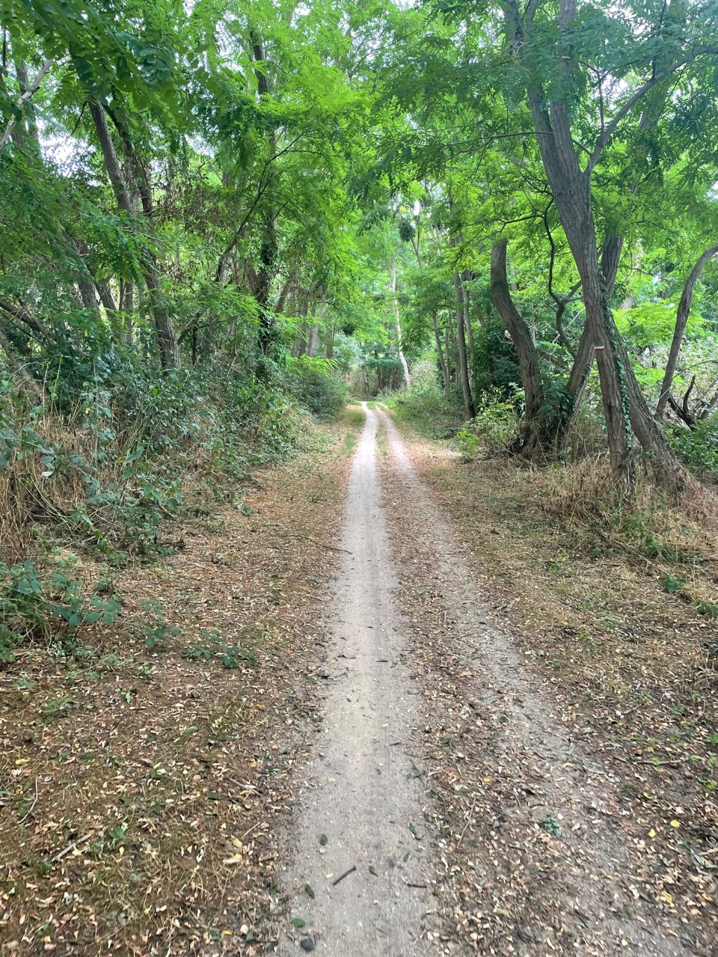Day 2- From Jargeau to Germigny-des-Prés, Between Stories, Steps and&nbsp;Stillness